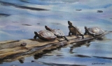 Olga Zakharova Art - Animals - Turtles Quartet