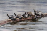 Olga Zakharova Art - Animals - Turtle quintet