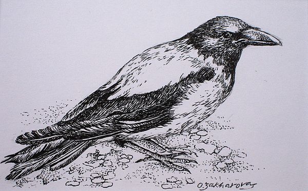 Thinking Crow