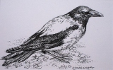 Olga Zakharova Art - Animals - Thinking Crow