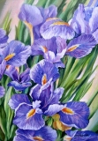 Olga Zakharova Art - Floral - Irisses