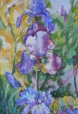 Olga Zakharova Art - Floral - Irises