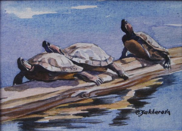 Turtle Trio