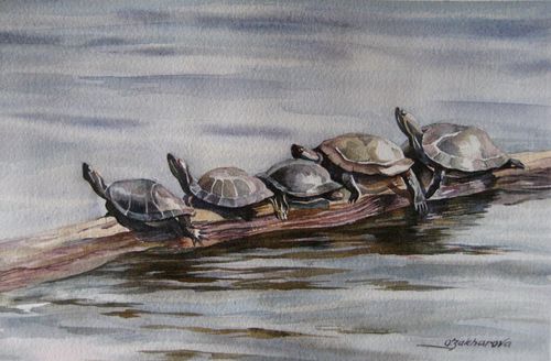 Turtle quintet